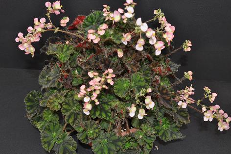 B. ‘Kevin Whitecotton’
